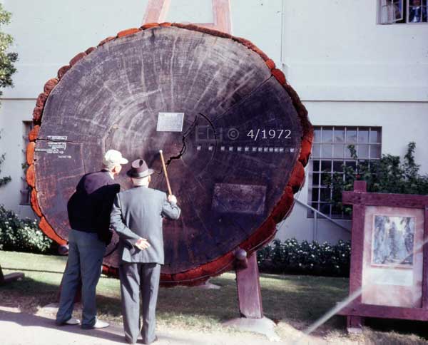 Color photo: Tree ring exhibit outside of Natural History Museum - Embedded text: 4/1972