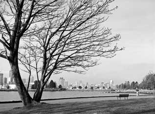 Color photo: Large tree with many branches starting to sprout leaves with a runner and Vancouver skyline in distance