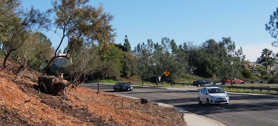 Curved road with de-vegetated hillside and giant tree stump on left