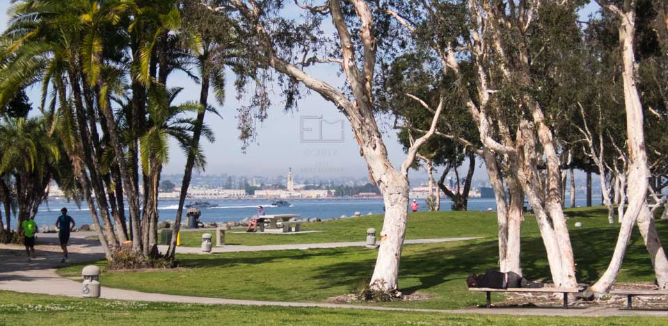 View of grass, trees and curved sidewalk with 2 runners approaching on left