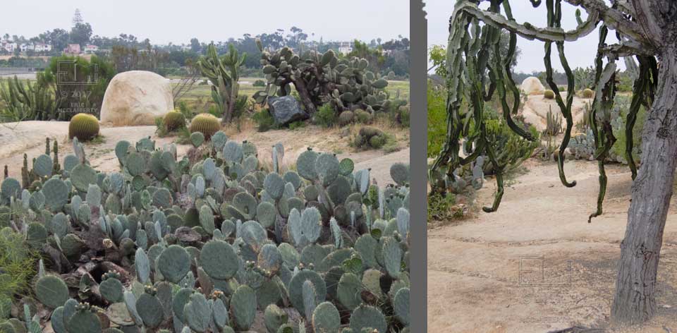 Two images of cactuses, on ground in one image and hanging from tree in another, both images have the same large and small boulders in the background