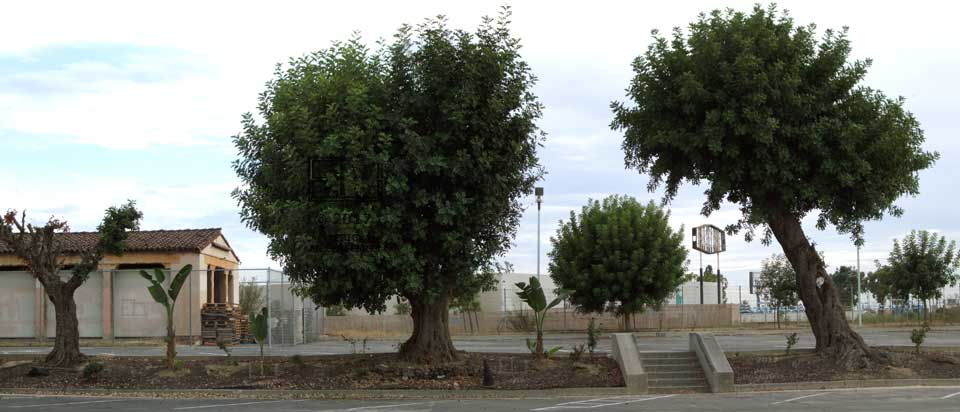 Wide parking lot view of abandoned, fenced off building with trees and stairs in foreground