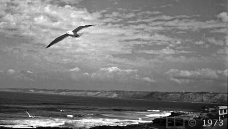 B/W photo - Seagull gliding  over La Jolla Cove - Embedded text: 1972