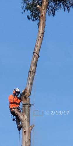 Color photo: Tree removal with a chain saw - Embedded text: 3/2i/17
