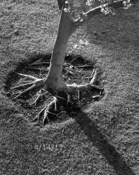 B/W photo: Early morning around home image of tree and its roots - Embedded text: 3/22/17