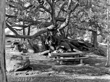 B/W photo: Picnic table on Palomar grounds - Embedded text: 2/1973