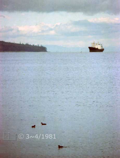 Color photo: Portrait view of birds on water in foreground and freighter on horizon - Embedded text: 3~4/1981