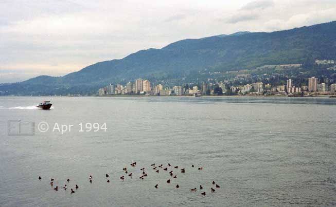 Color photo: Birds on water in foreground with speedboat and North Vancouver as backdrop - Image taken: 4/7~12/1994