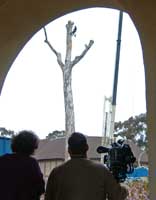 Color photo: Video photographers documenting tree removal in Balboa Park