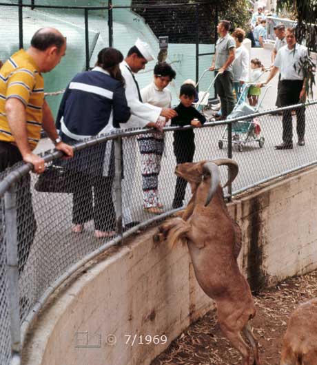 Color photo: Sailor feeding goat - Embedded text: 7/1969