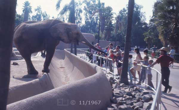 Color photo: Tourists feeding elephant peanuts - Embedded text: 11/1967