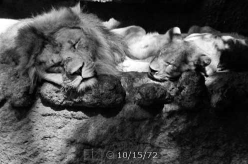 B/W photo: Two sleeping lions - Embedded text: 11/23/72