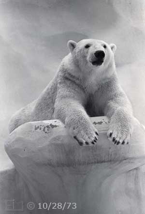 B/W photo: Polar Bear - Embedded text: 1/1973