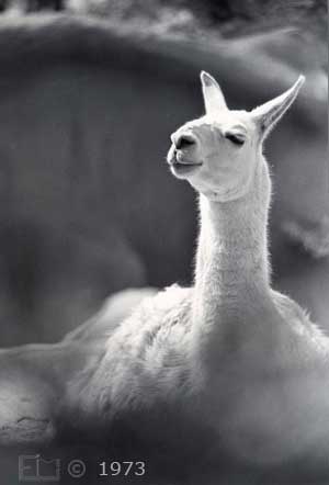B/W photo: Llama - Embedded text: 1973
