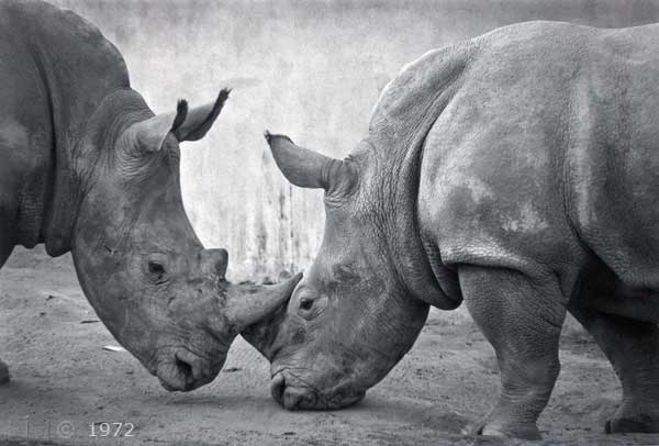 B/W photo: Two Rhinos - Embedded text: 11/15/73