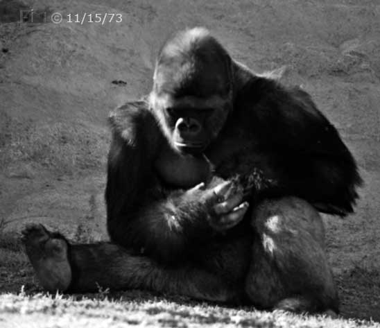 B/W photo: Gorilla - Embedded text: 11/15/73