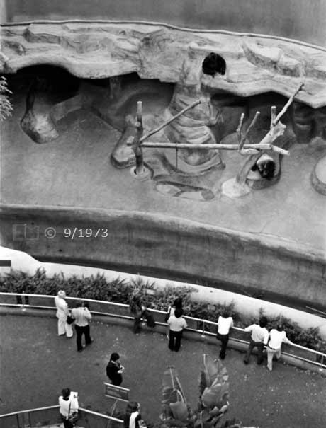 B/W photo: Ape exhibit viewed from skyride - Embedded text: 9/1973